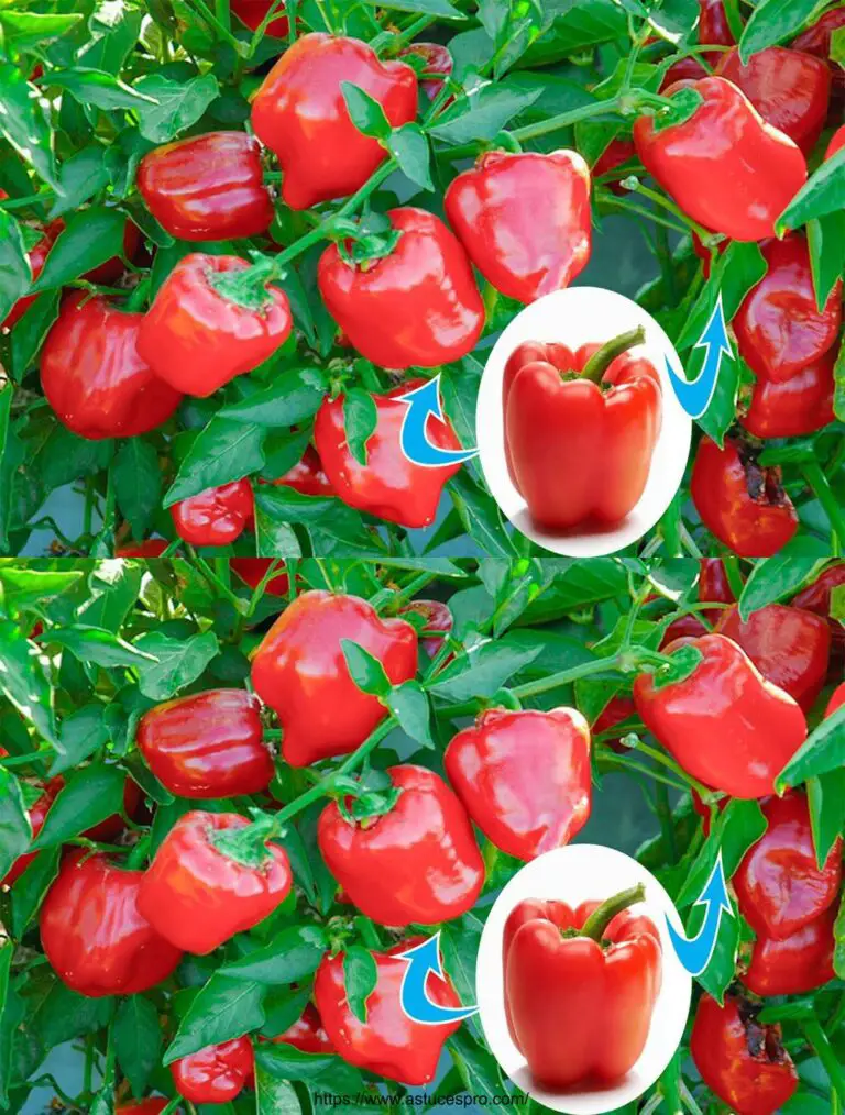 Hier ist eine eingängige Version des Titels auf Französisch: Wie man Paprika aus Paprika aus dem Supermarkt sicher gekauft