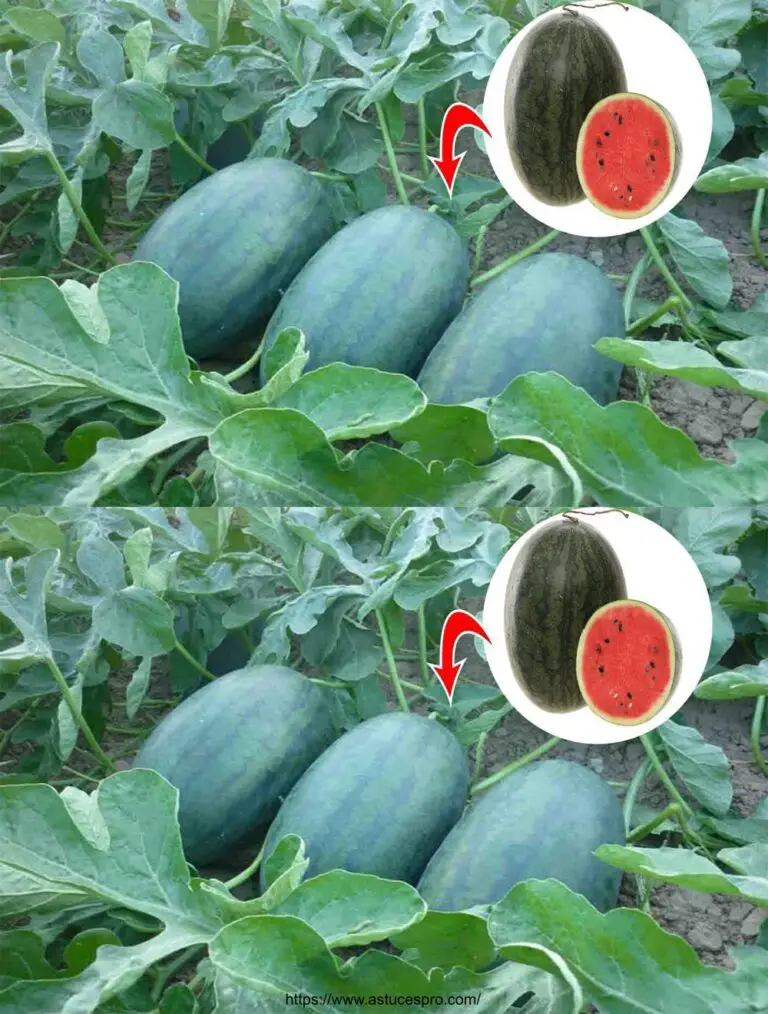 Einzigartige Idee, Wassermelonen zu Hause zu wachsen und große süße und saftige Früchte zu bekommen
