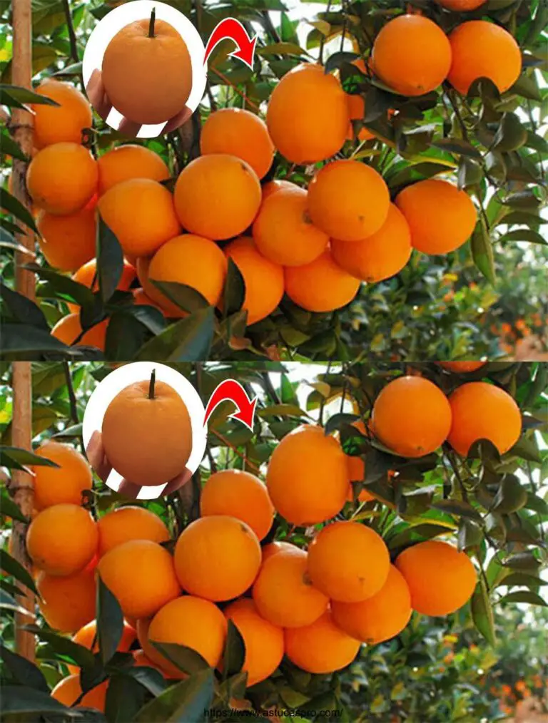 Überrascht durch die Leichtigkeit des Anbaus von Orangen aus Samen, die viele Früchte produzieren