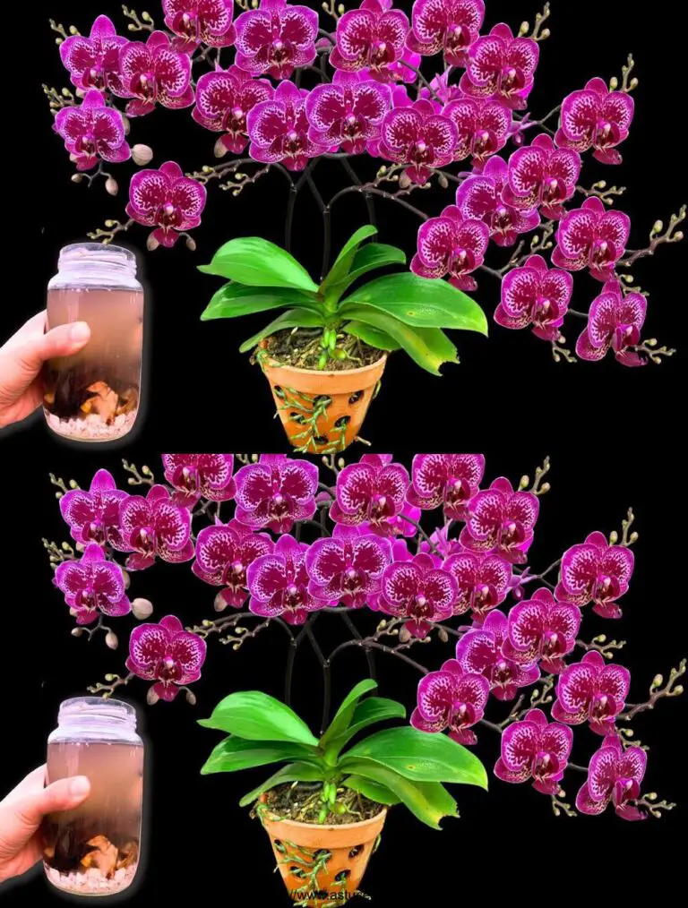 Eine Flasche pro Woche! Gefaltete Orchideen blühen plötzlich mit vielen anderen magischen Blumen.