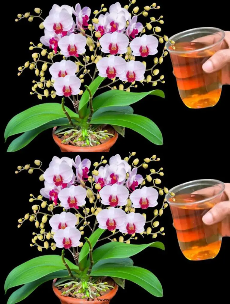 Nur eine Flasche pro Woche! Plötzlich schlüpften Orchideen unzählige magische Blumen.