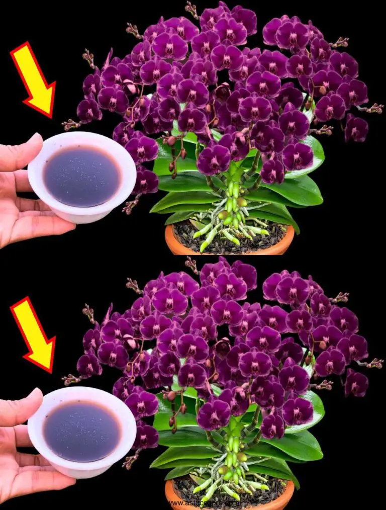 Ein für alle Mal! Plötzlich! Jede Orchideee Knoten Blumen mehrere magische Blumen