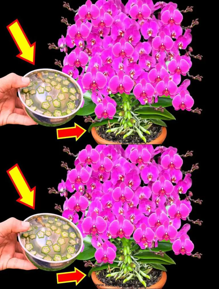 Nur eine Zahlung! Orchideen blühen sofort das ganze Jahr über.