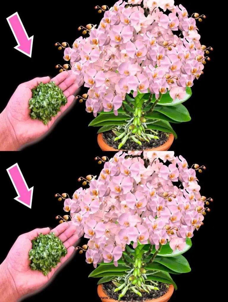 Sprinkle 1 Löffel unter jedem Orchideen und es wird sofort erweckt, um magische zu blühen