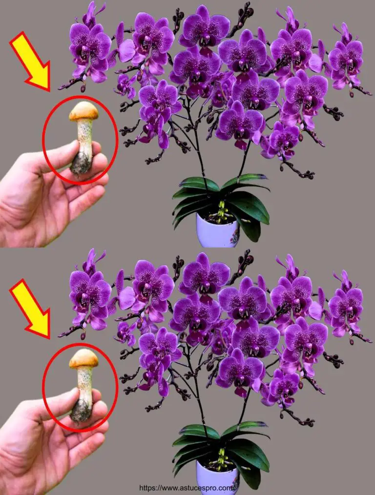 Fügen Sie einfach einen Pilz zu einem Orchideentopf! Überrascht, weil Orchideen 300% schneller wachsen