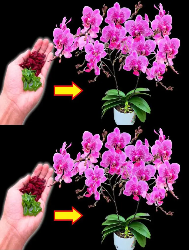 Einmal gesprengt! Eine alte Orchideee ohne Blumen blüht plötzlich mehrmals im Jahr