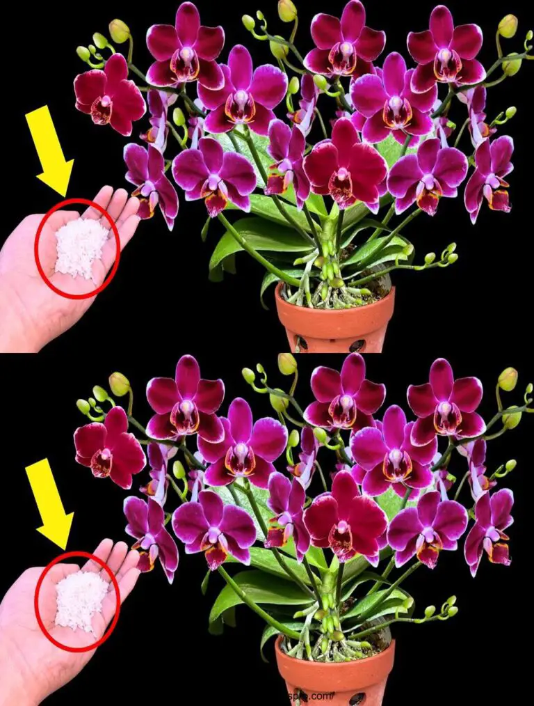 Nur diese fünf Tricks! Orchideen ohne Blumen blühen plötzlich das ganze Jahr lang, ohne zu stoppen