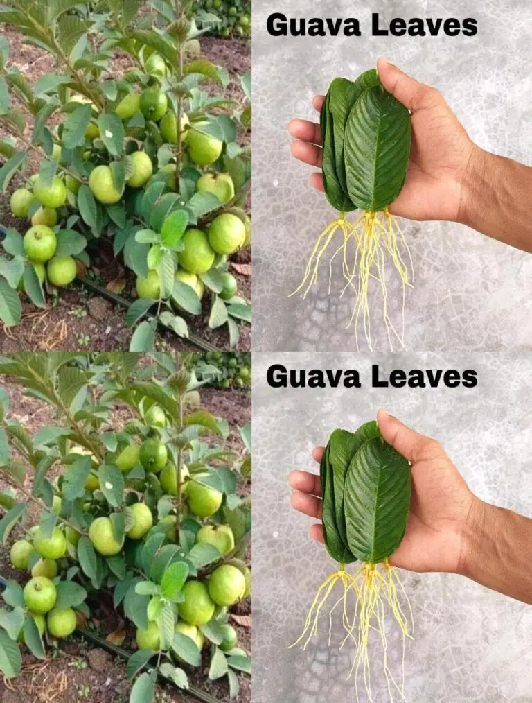 Wie Guava Bäume aus Guava Blätter wachsen – Mit 100% Erfolgsquote