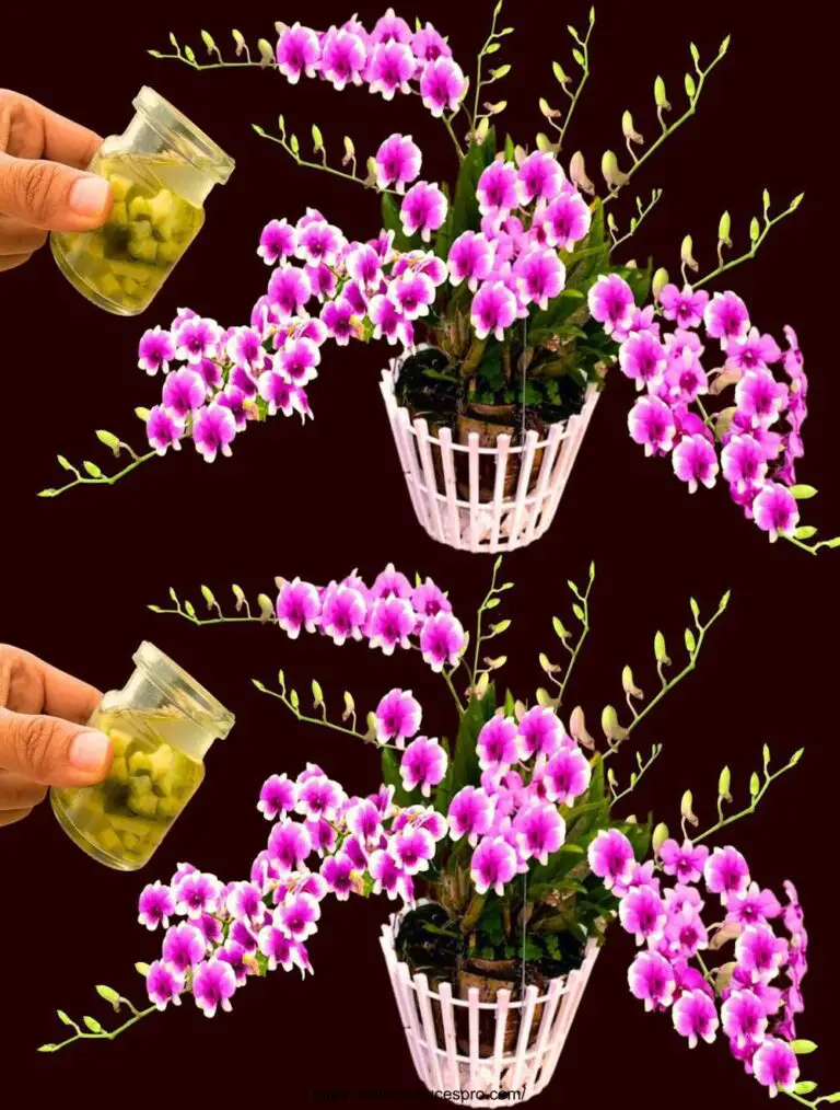 Ich habe eine Flasche für die Wurzeln gegossen! Das Neugierige ist, dass Orchideen das ganze Jahr über blühen.