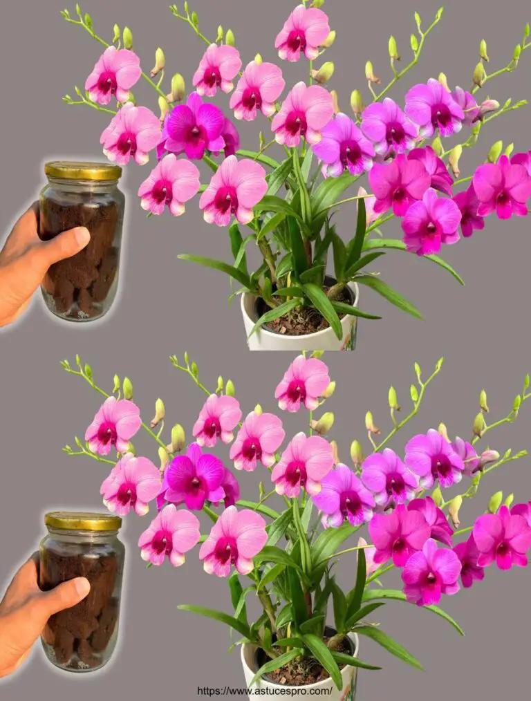 Eine Flasche im Monat! Überraschend! Alle Arten von Orchideen wachsen und blühen magisch