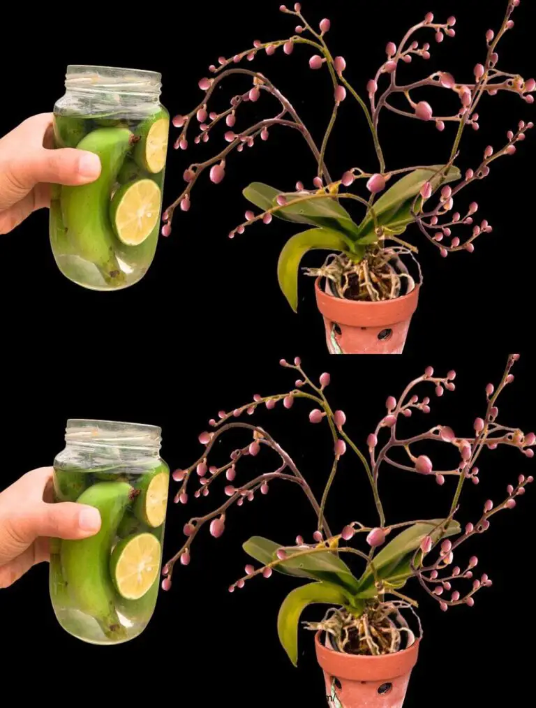 Eine Flasche! Orchideen, die seit 10 Jahren nicht blühten, blühen plötzlich wundersam.