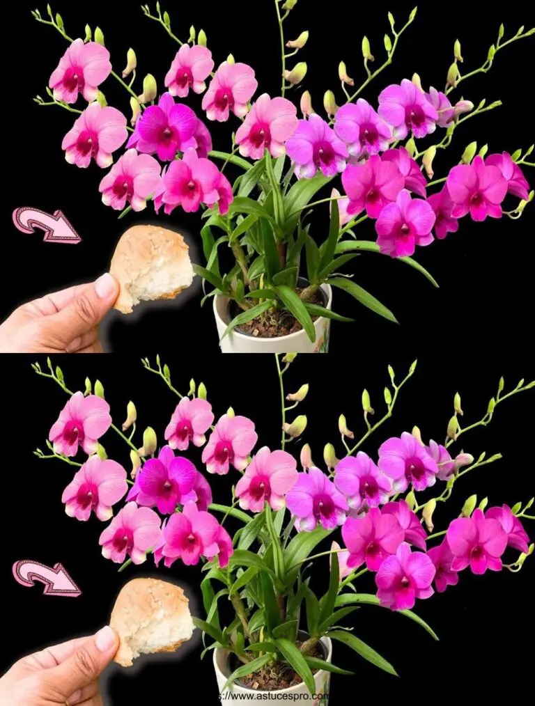 Hundertmal stärker als Dünger! Nur eine Verwendung zu Blumen Orchideen für 1 Jahr