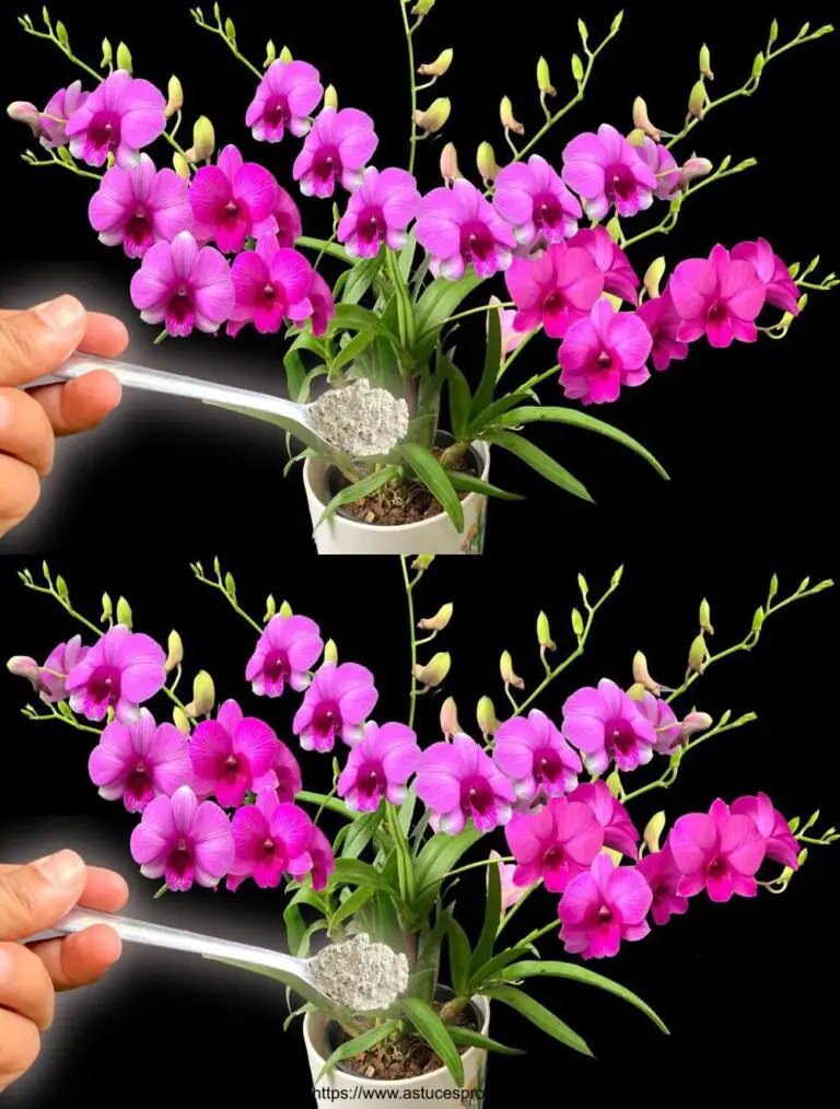 Sprinkle ein Löffel dieses Pulvers! Orchideen wachsen kontinuierlich für ein Jahr.