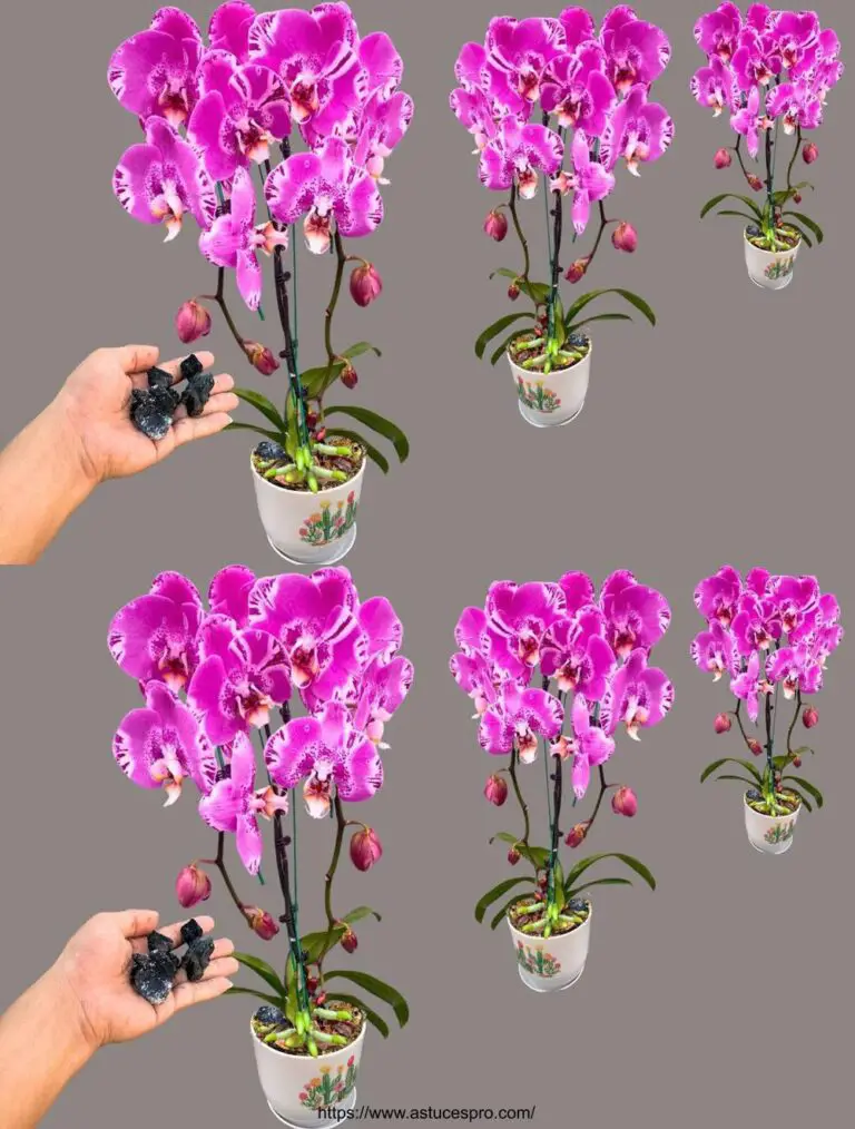 Bestellen Sie 1 Kapsel für jeden Orchideentopf! Neugierig blüht jeder Baum schön