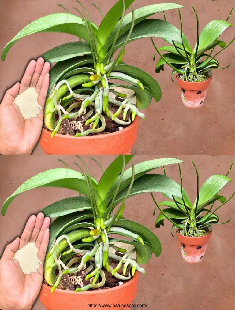 Sprinkle einfach einen Löffel davon! Orchideen platzen plötzlich ihre furchterregenden Knospen.