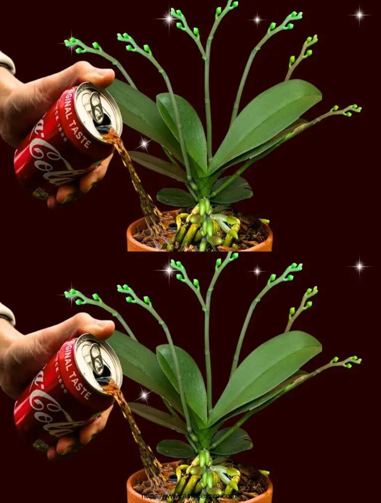 Wenige Menschen wissen, dass Coca-Cola eine Unendlichkeit der Blumen blüht