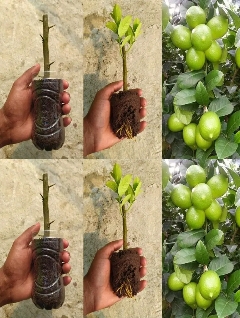 Wie man einen Zitronenbaum in einer Plastikflasche beweist