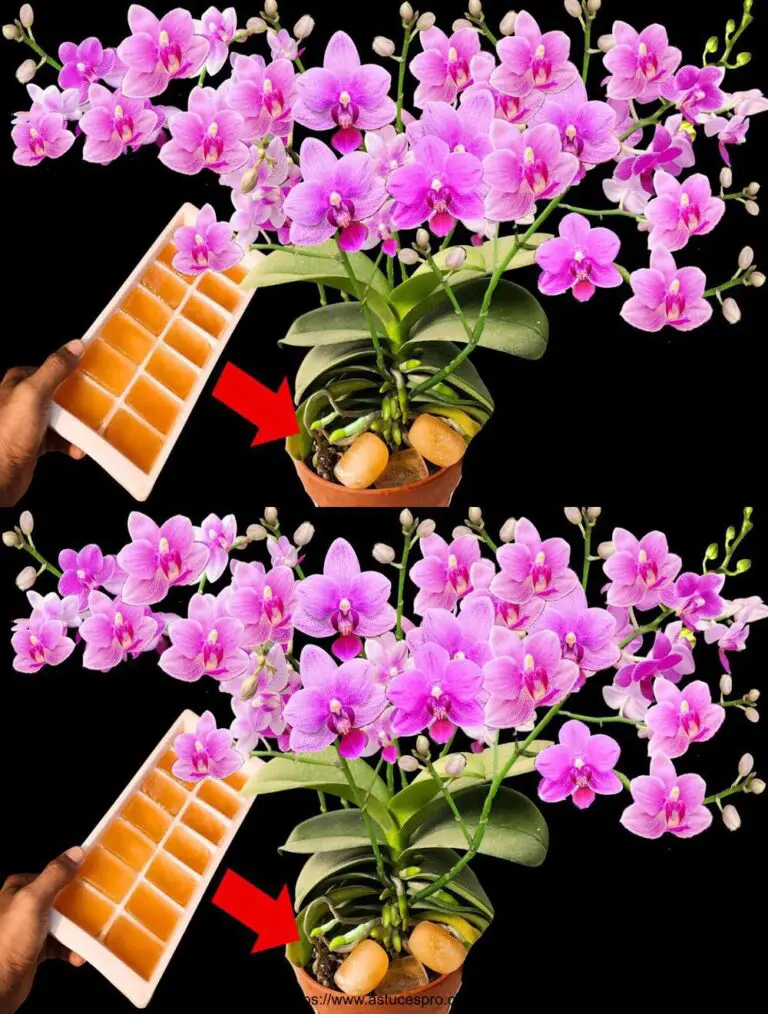 Jeder Orchideentopf mit einer Tablette gefüttert! Verrücktes Wachstum und kontinuierliche Blüte.