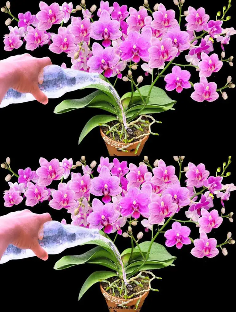 Außerdem blüht jede Orchidee mit magischen Blumen und Wurzeln.