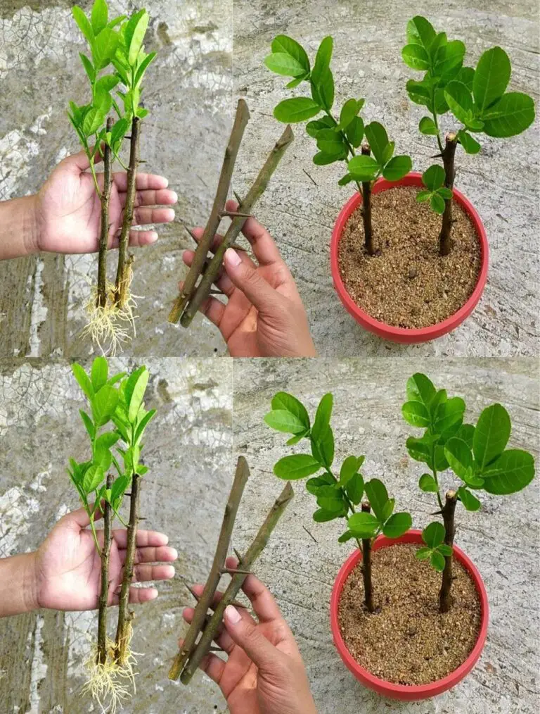 Wie man einen Zitronenbaum aus den Schnitten verbreitet Kultivieren Sie einen Zitronenbaum aus den Schnitten