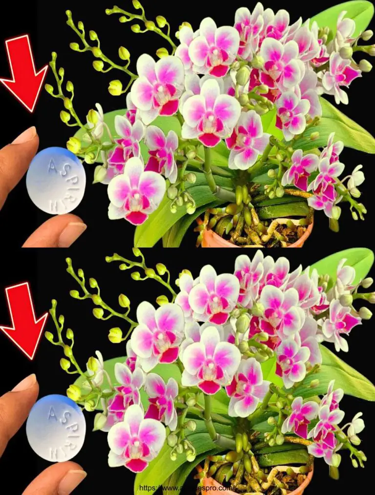 Entdecken Sie das Wunder: Ein Aspirin macht Orchideen blühen für immer