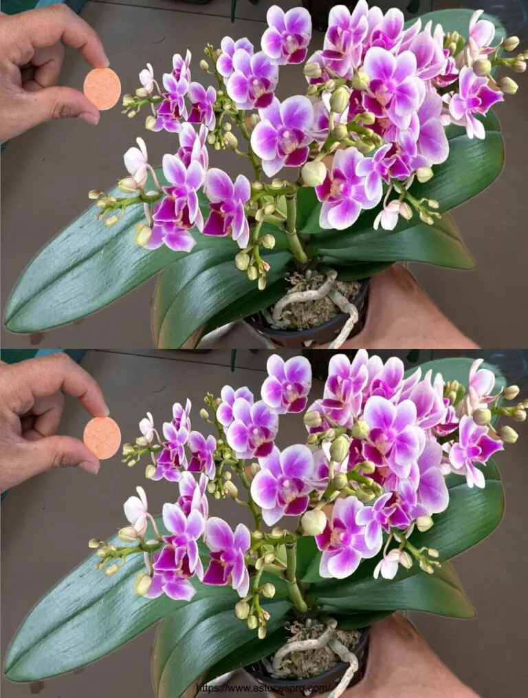 Seltsamerweise hasst diese einzigartige Pille Orchideen überall