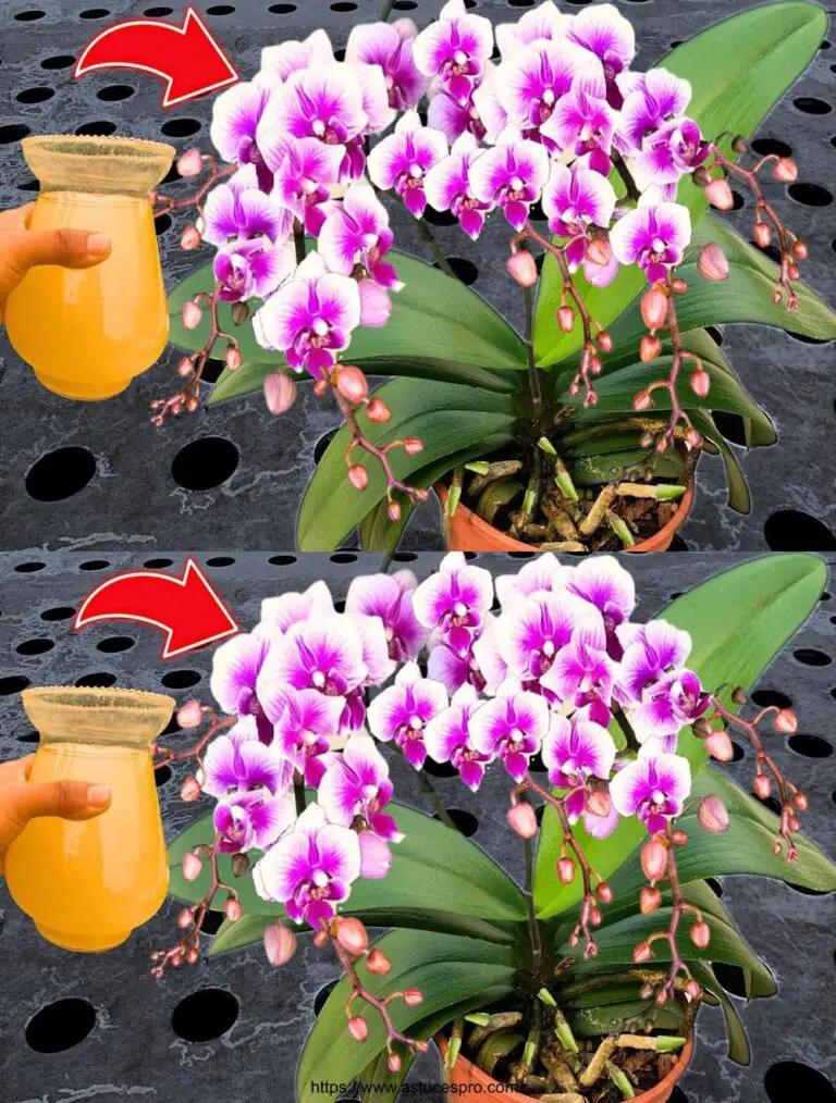 Nur ein Glas, und alle Orchideen explodieren