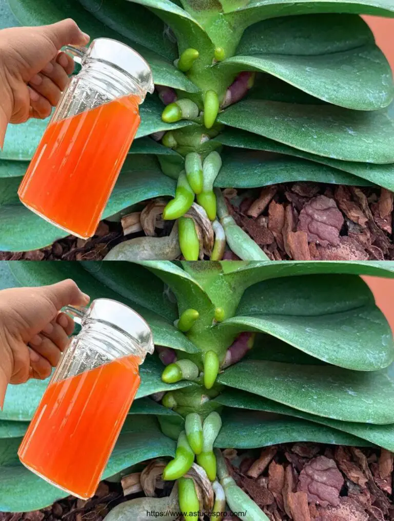 Eine Tasse pro Monat, zur dauerhaften Blüte von Wurzeln und Blumen