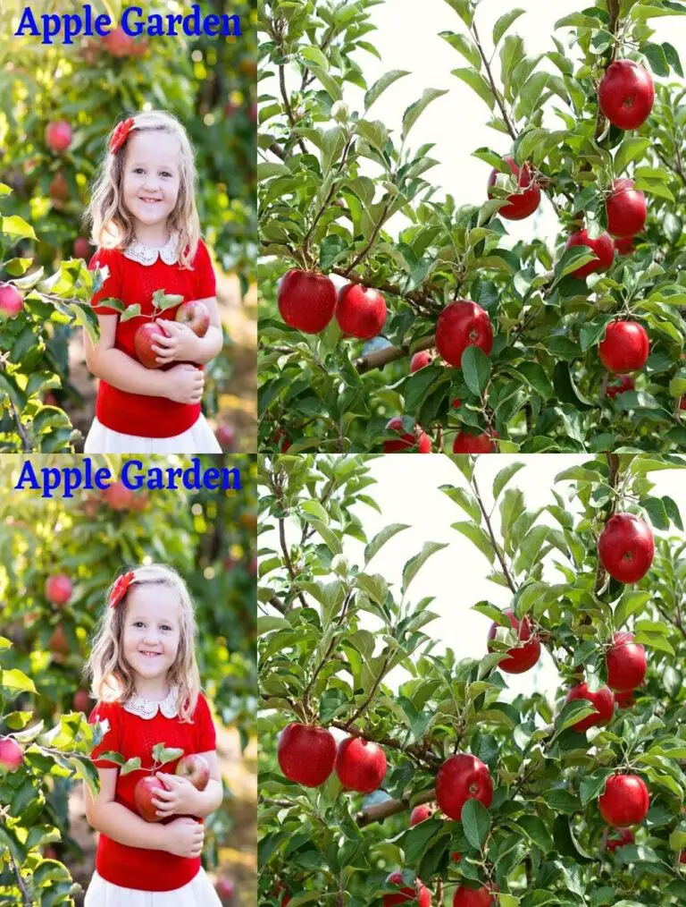 Magic Garden of Apples: Die Revolution der Agrartechnologie