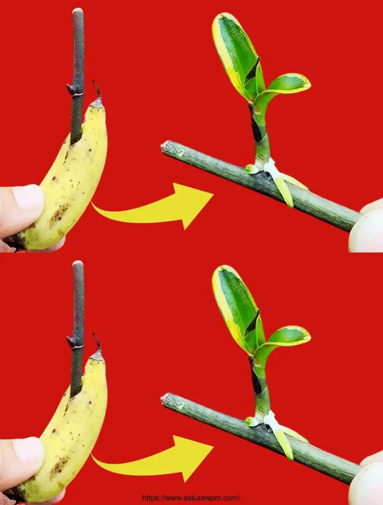 Wenige Menschen wissen, wie man eine schnelle Orchideee mit nur 1 kleinen Banane verbreitet