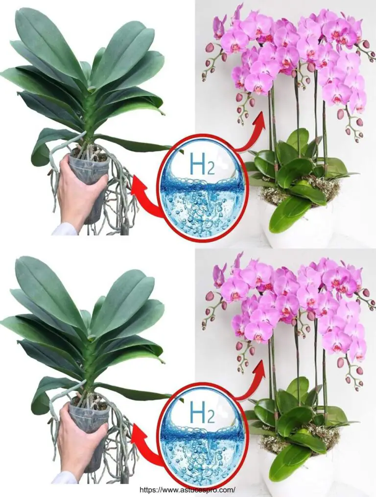 Orchideen bleiben für immer schön, wenn Sie dieses Geheimnis kennen: einfach Wasserstoffperoxid