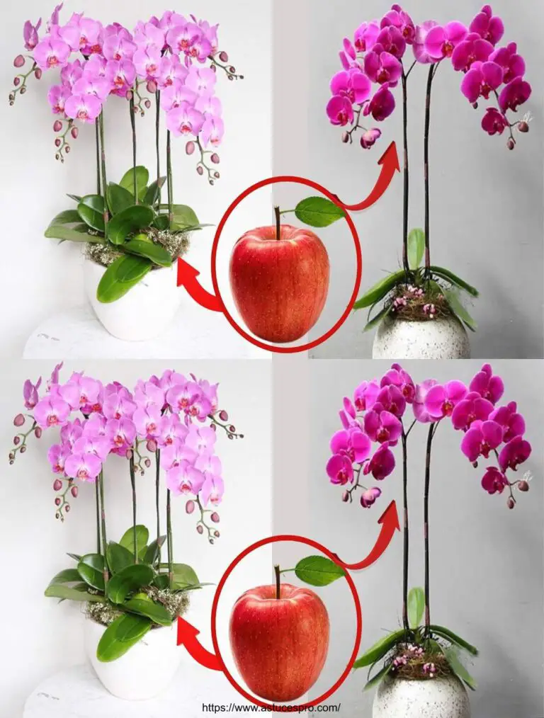 Plötzlich blutete eine einzige Frucht den gesamten Orchideengarten.