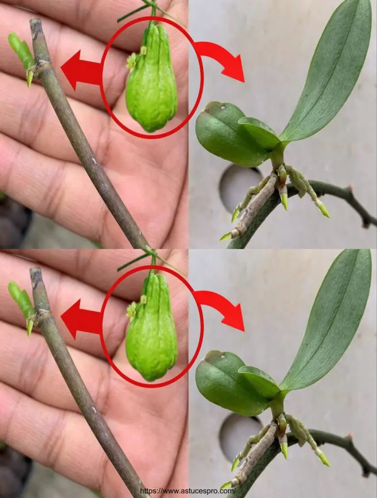 Versuchen Sie, Orchideen aus Blütenstamm mit Chayote zu verbreiten: Wer hätte gedacht, es wäre so einfach?