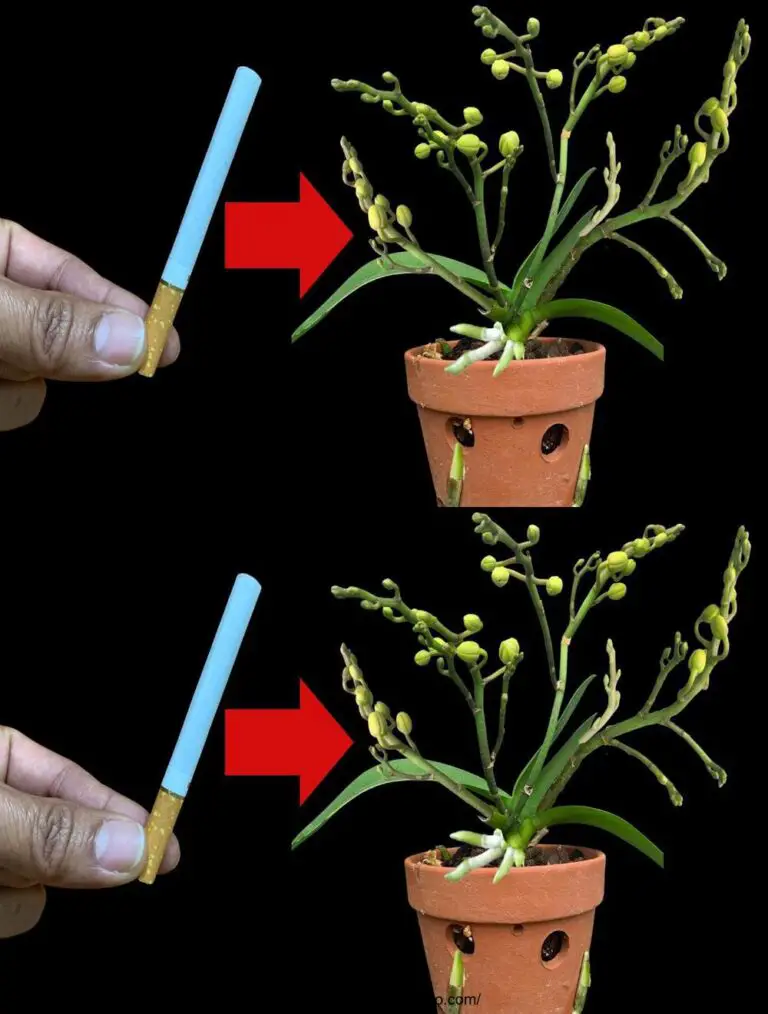 Unglaublich! Das einzige, was zu machen Blumen blühen alle Frühling ohne Fading