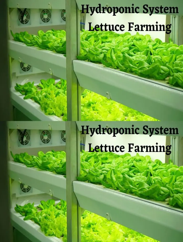 Hydroponic System für Lettuce-Cultivating Vegetables In Water-Agriculture Hydroponics- Moderne Landwirtschaft