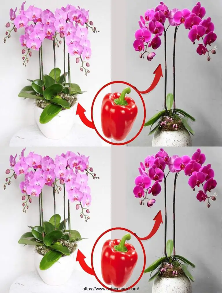 Wunderbar explodiert eine einzige Frucht den gesamten Orchideengarten