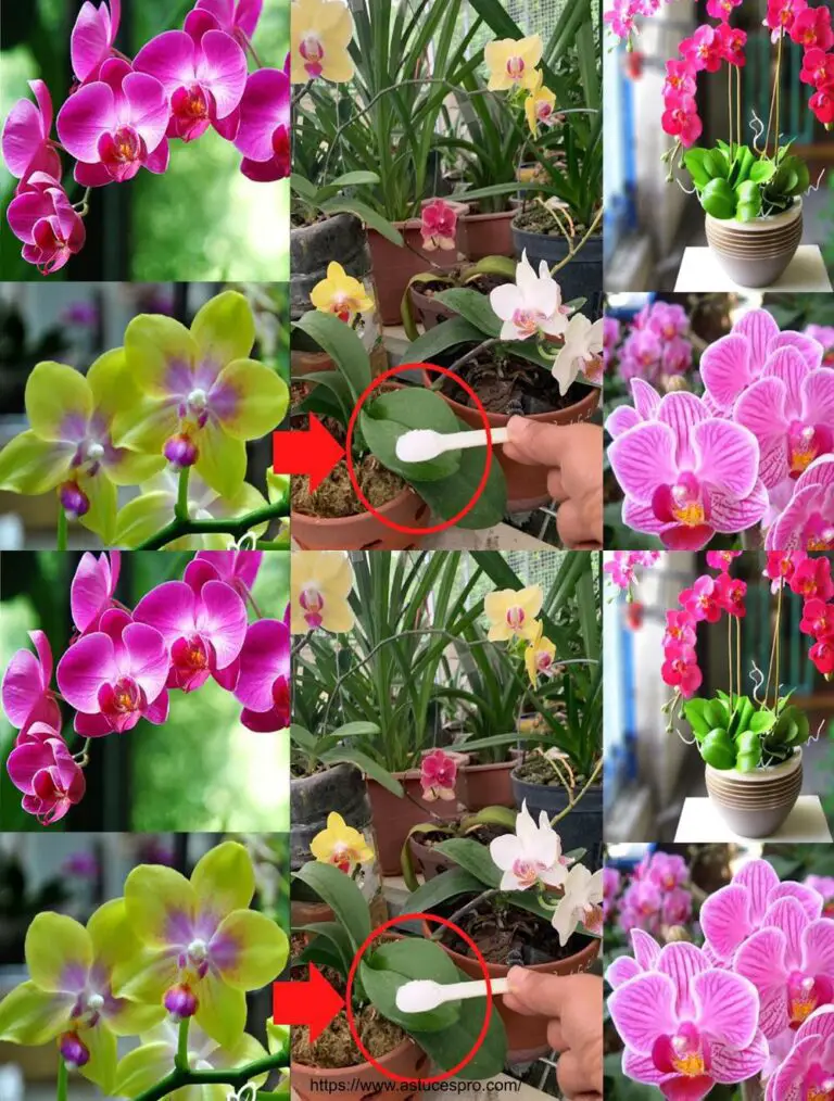 Mit nur 1 Löffel wird Ihre Orchidee gesund und wird das ganze Jahr über blühen.