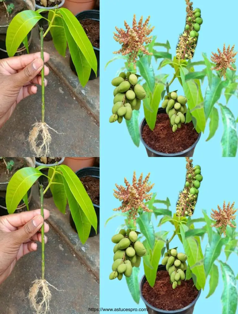 Wie verteilt man den Mangobaum mit einer Banane