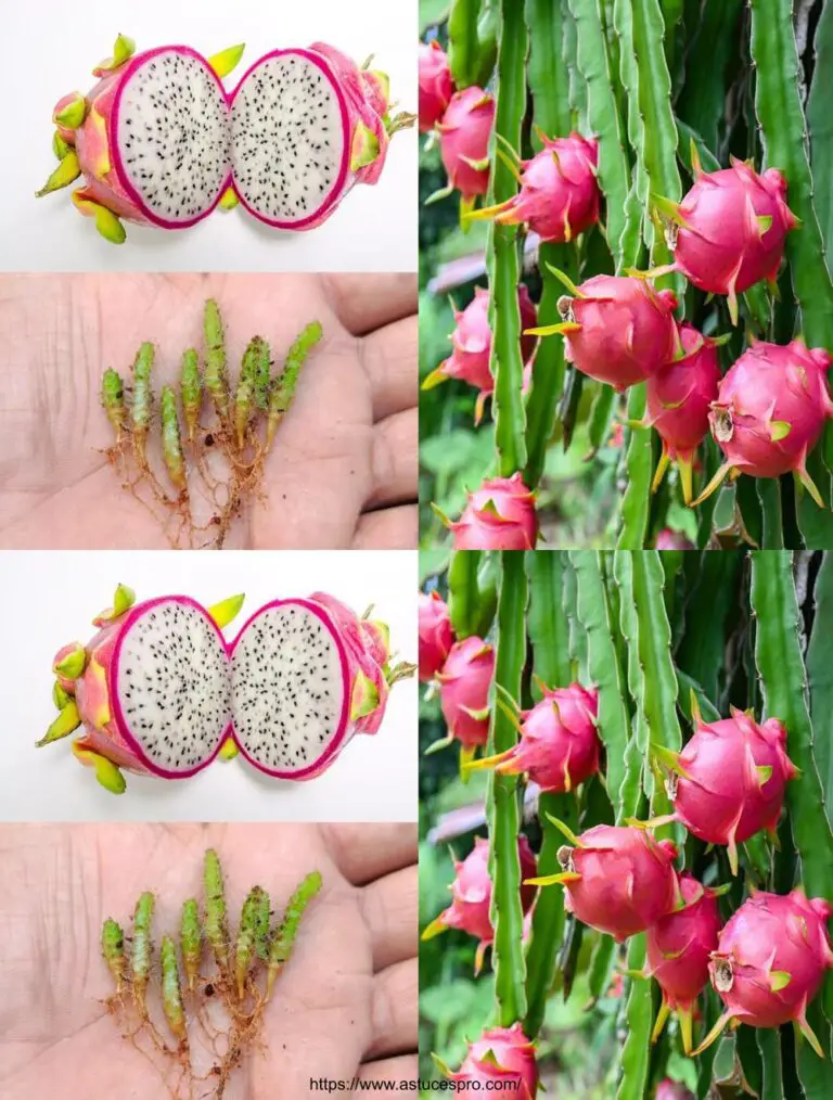 Wie zu kultivieren Pitaya von Seeds At Soi