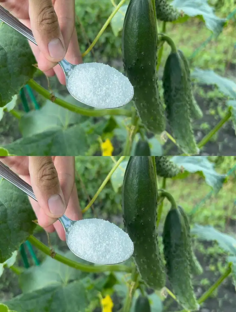 Ich war erstaunt! 1 Löffel im Juli für Gurken, Tomaten und ihre schnelle Reifung geben eine riesige Ernte!