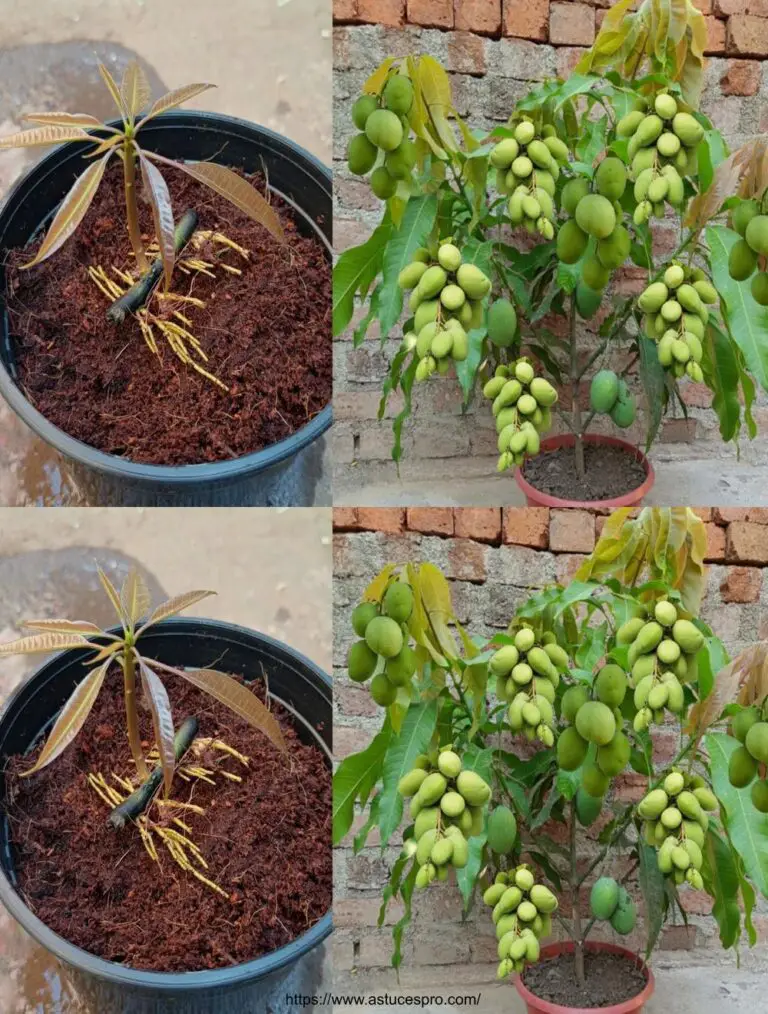 Überraschende Technik, um Mangobäume aus Schnitten mit Aloe Vera zu multiplizieren: Einen Mangobaum zu Hause kultivieren