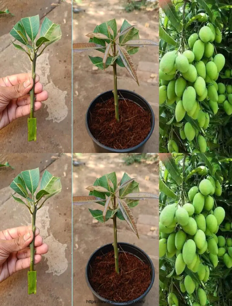 Wie man einen Mangobaum aus den Schnitten mit der Aloe vera für natürliche Wurzelbildung wächst