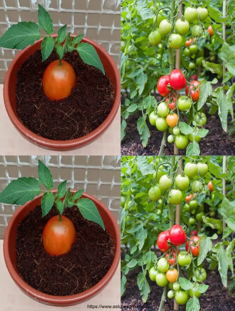 Niemand glaubt daran, Tomaten auf diese Weise zu wachsen.