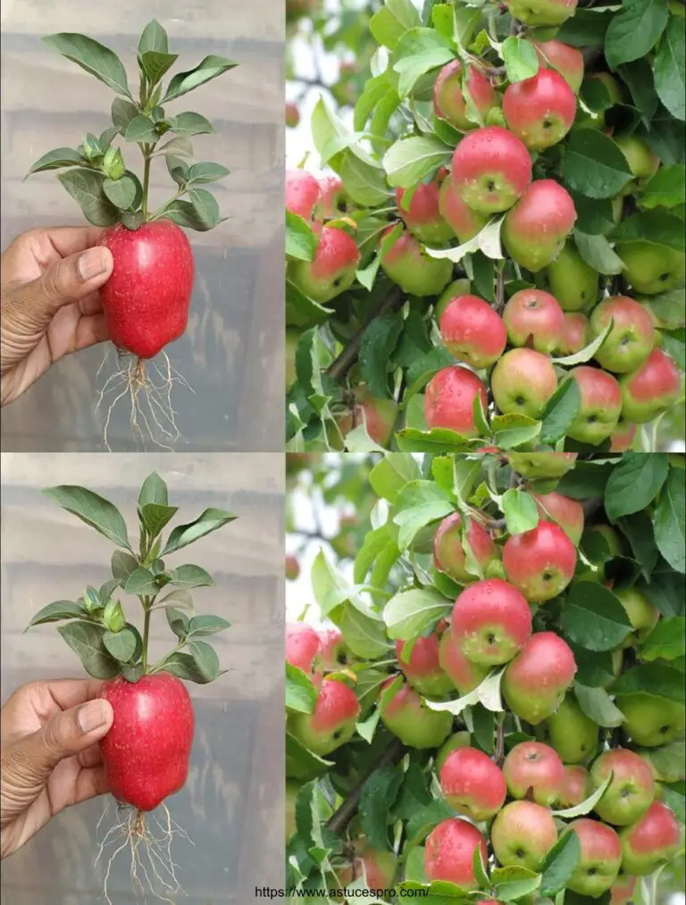 Wie man einen Apfel von einer Apfelfrucht drängt, um einen Apfelbaum zu Hause zu kultivieren