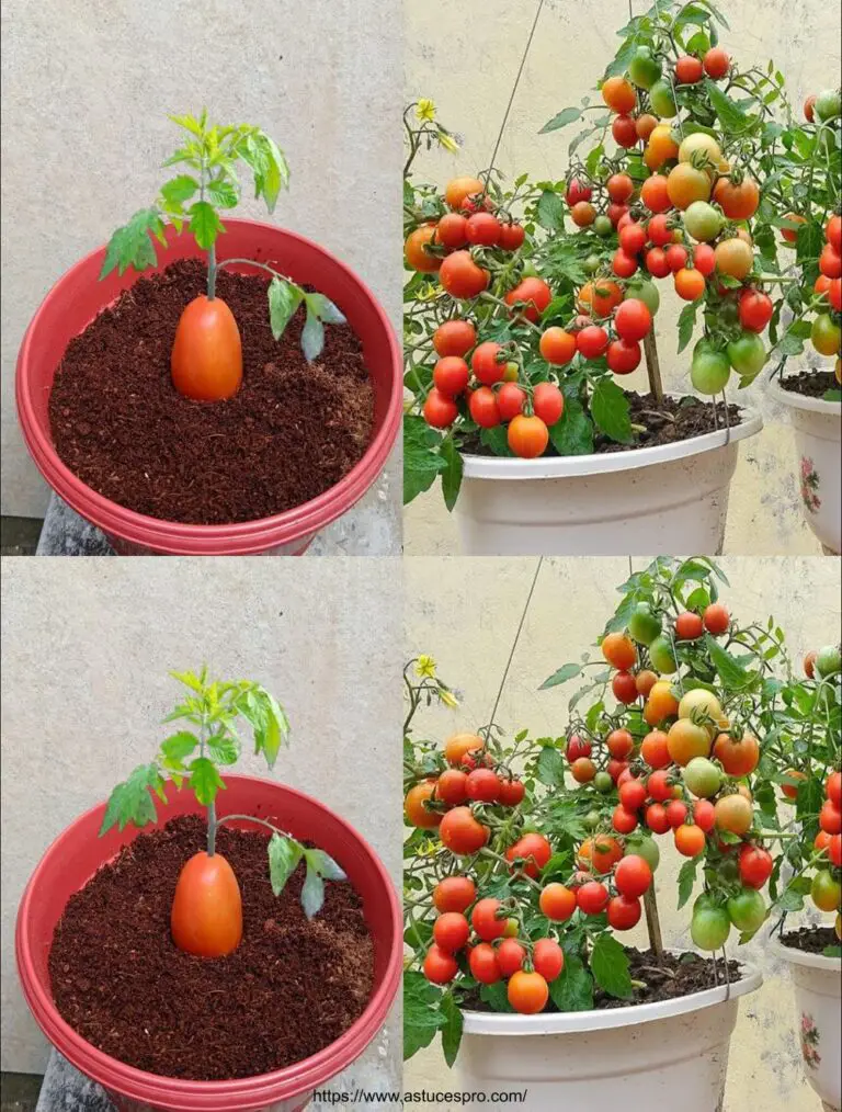 Wenige Menschen wissen, dass es möglich ist, auf diese Weise zu verbreiten, so wachsen Tomatenpflanzen, so ist es eine Gartenregistrierung.