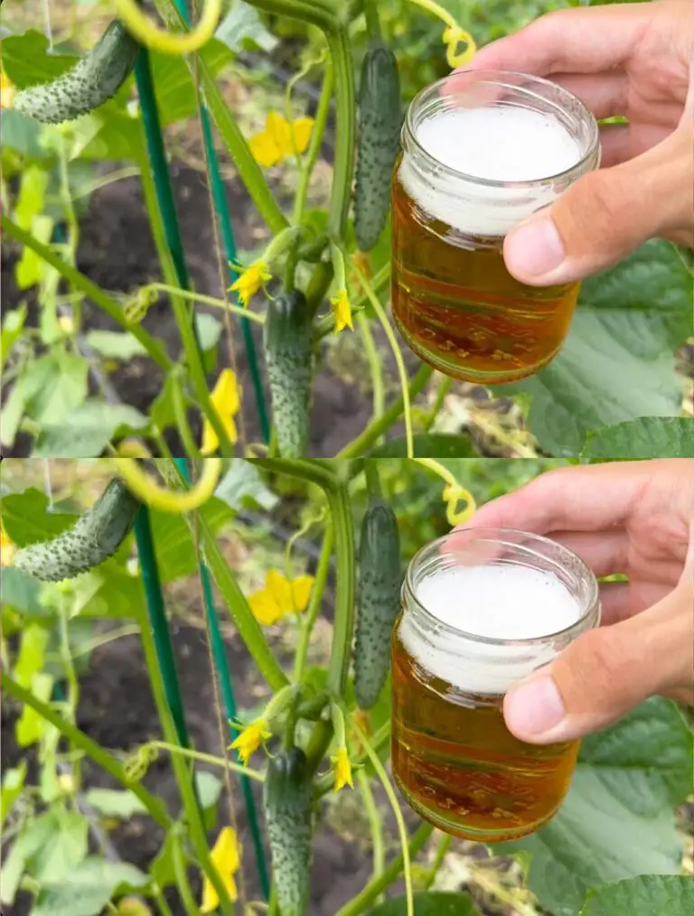 Gurken gehen verrückt mit dieser Diät im Juli! Der Stamm ist voll und trägt Frucht reichlich ohne…