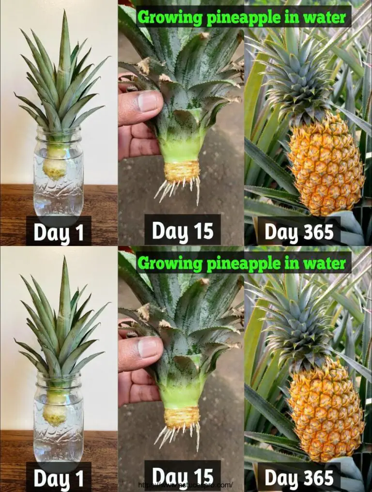 Tipps für den Anbau von Ananas schnell von abgelehnten Spitzen Wie Ananas mit Wasser wachsen