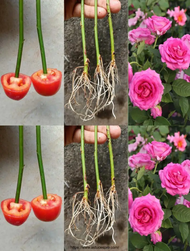 Mehrfarbige Rosen von Tomatenschnitten Wie man eine Rose aus den Schnitten wächst