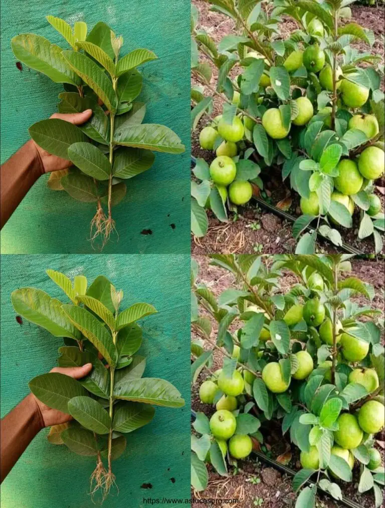 Wie man einen Goyave Baum mit l wächst