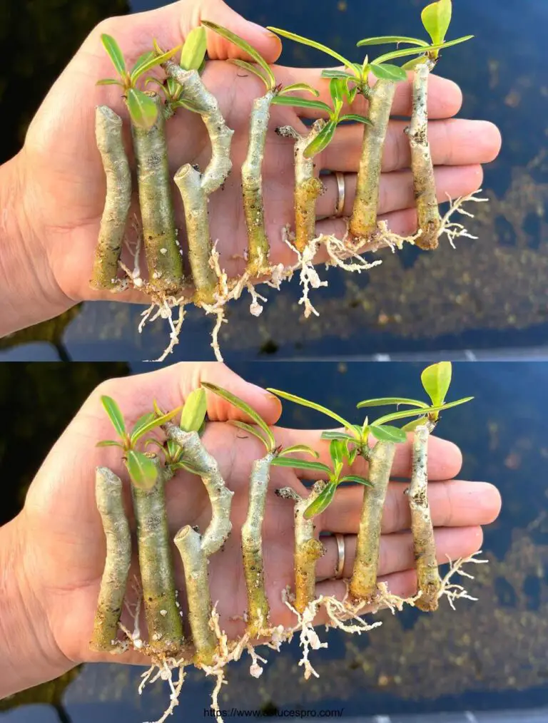 Sie werden eine außergewöhnliche Methode verpassen Adenium Blumen zu wachsen: Kombinieren Sie Bananenhaut und Stein.